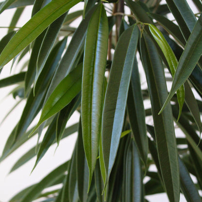 Ficus De Hojas Largas - Ficus Binnendijkii - Altura 100-110cm - ⌀21cm_3