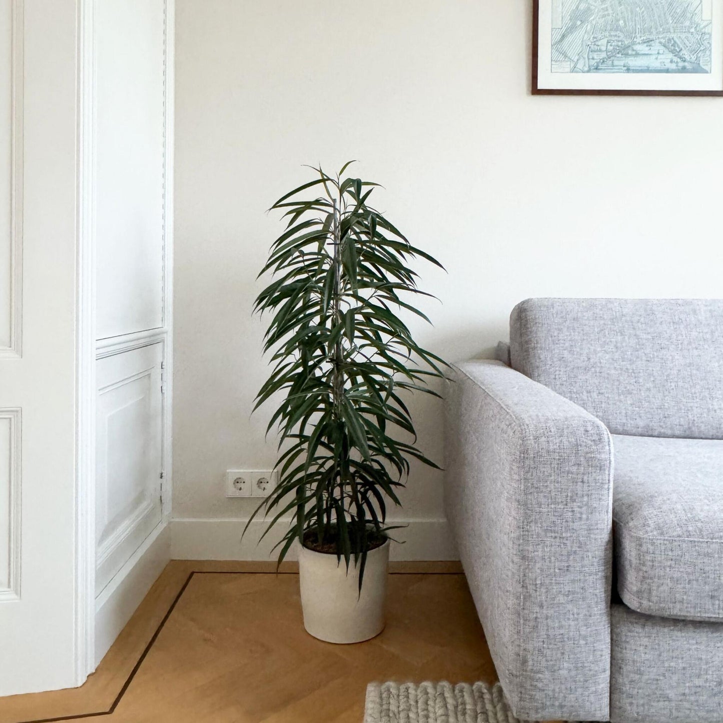 Ficus De Hojas Largas - Ficus Binnendijkii - Altura 100-110cm - ⌀21cm_4