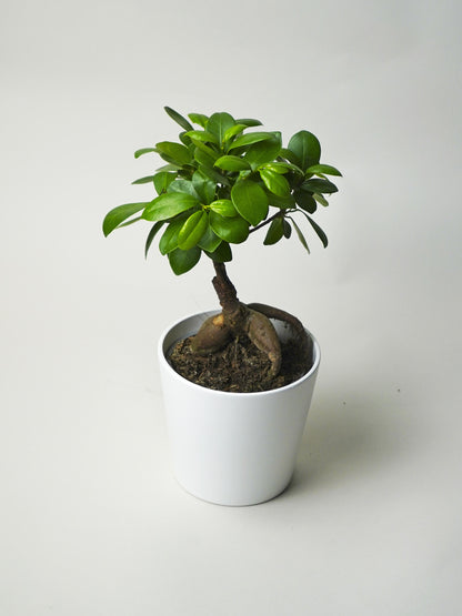 Ficus Ginseng Microcarpa | Altura 35cm - Diámetro 12cm_0
