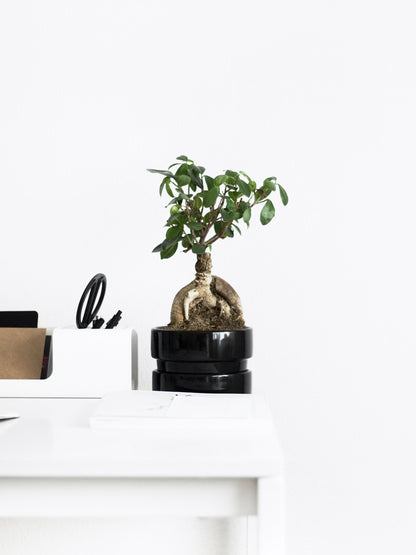 Ficus Ginseng Microcarpa | Altura 35cm - Diámetro 12cm_3