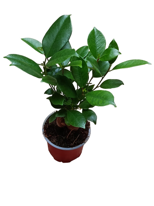Ficus Ginseng SURTIDA Ø9 Planta Bonsai Terrario Interior_0