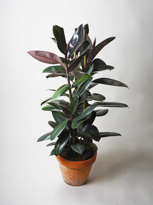 Ficus Robusta | Altura 120cm - Diámetro 22cm_0