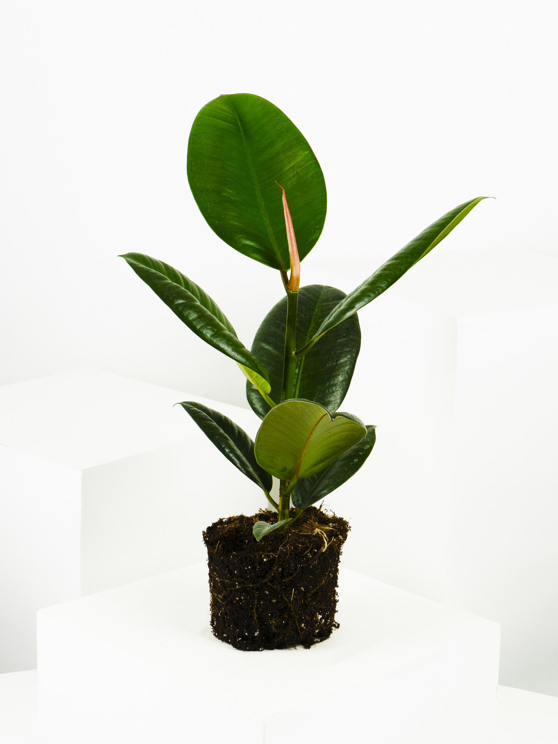 Ficus Robusta | Altura 35cm - Diámetro 12cm_3