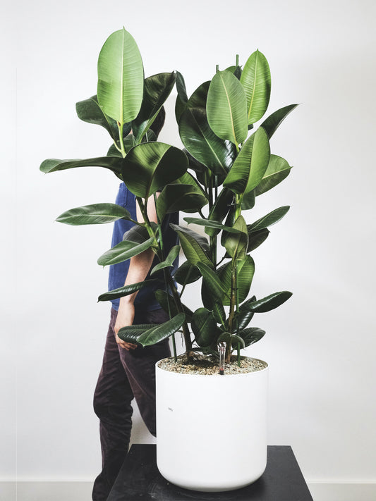 Ficus Robusta Grande_0