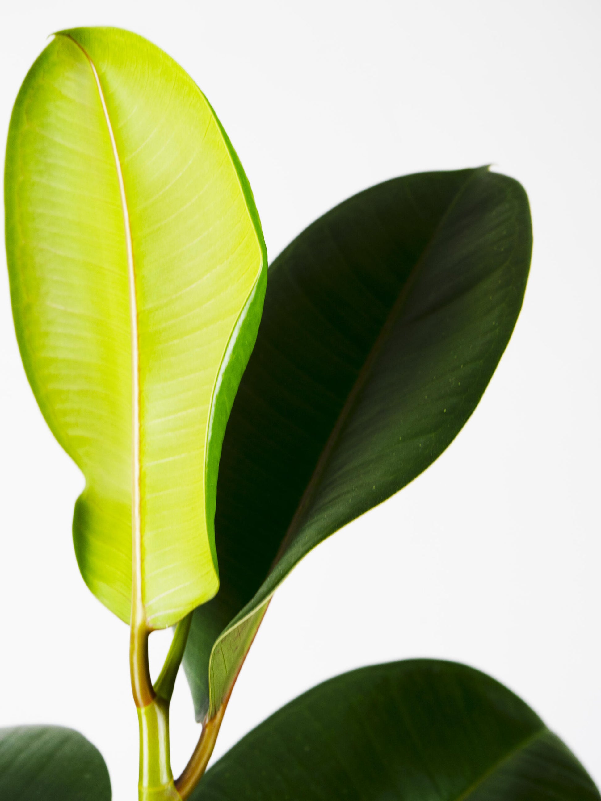 Ficus Robusta Grande_1