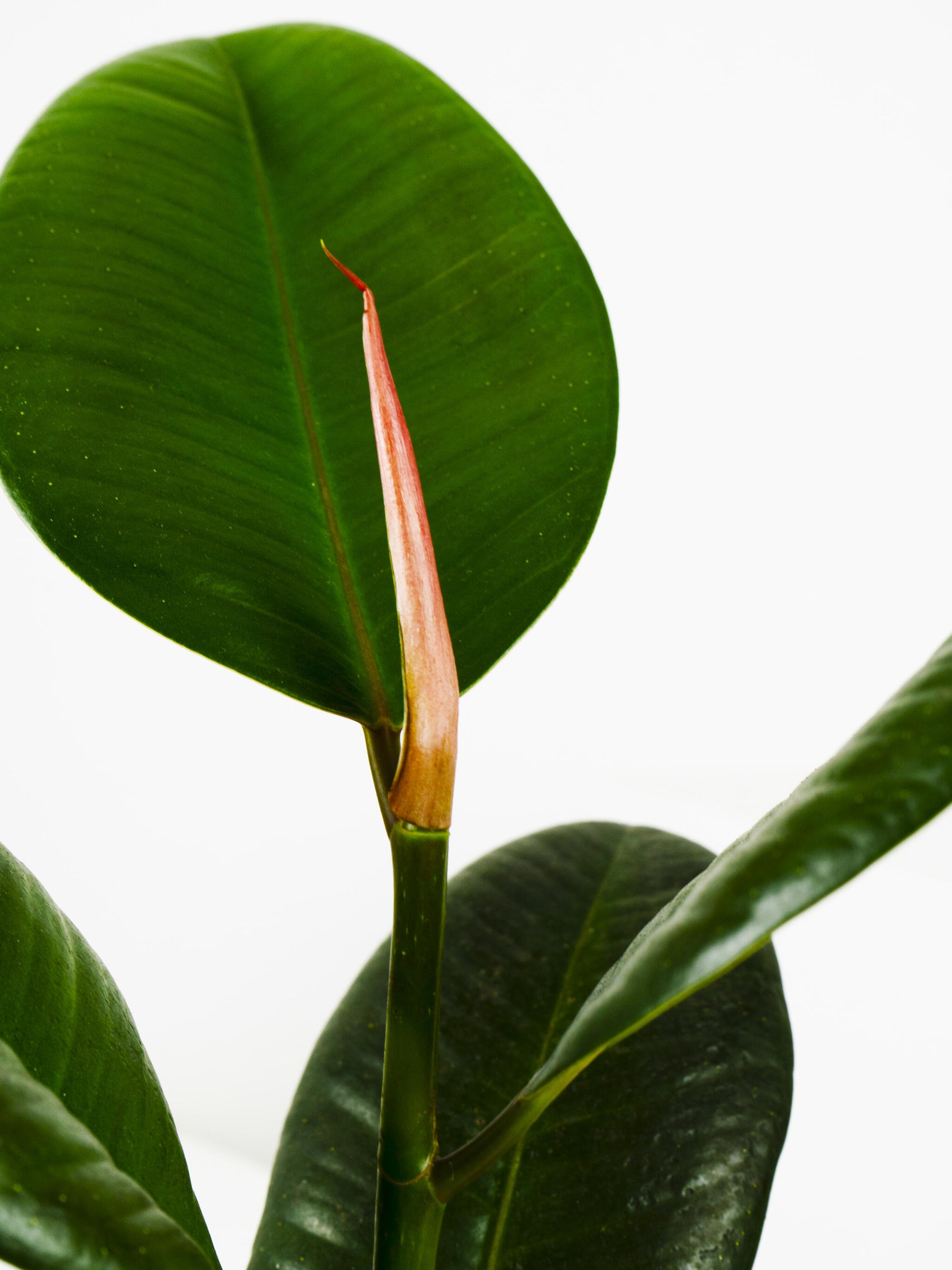 Ficus Robusta Grande_2