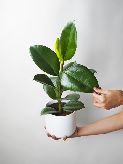 Ficus Robusta O Árbol Del Caucho_0