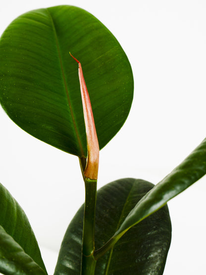 Ficus Robusta O Árbol Del Caucho_1