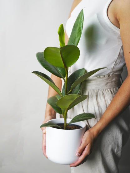 Ficus Robusta O Árbol Del Caucho_2