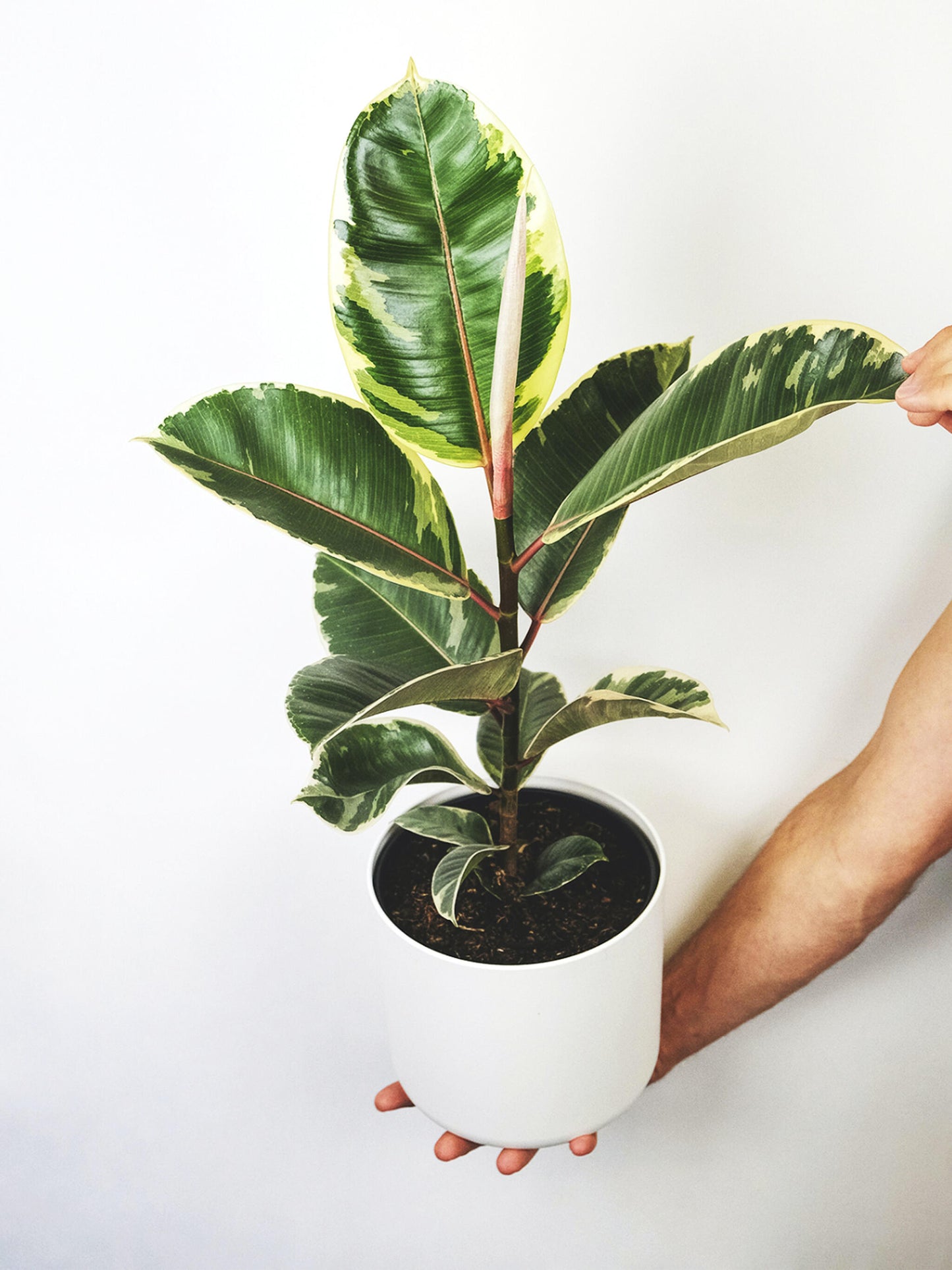 Ficus Tineke_0