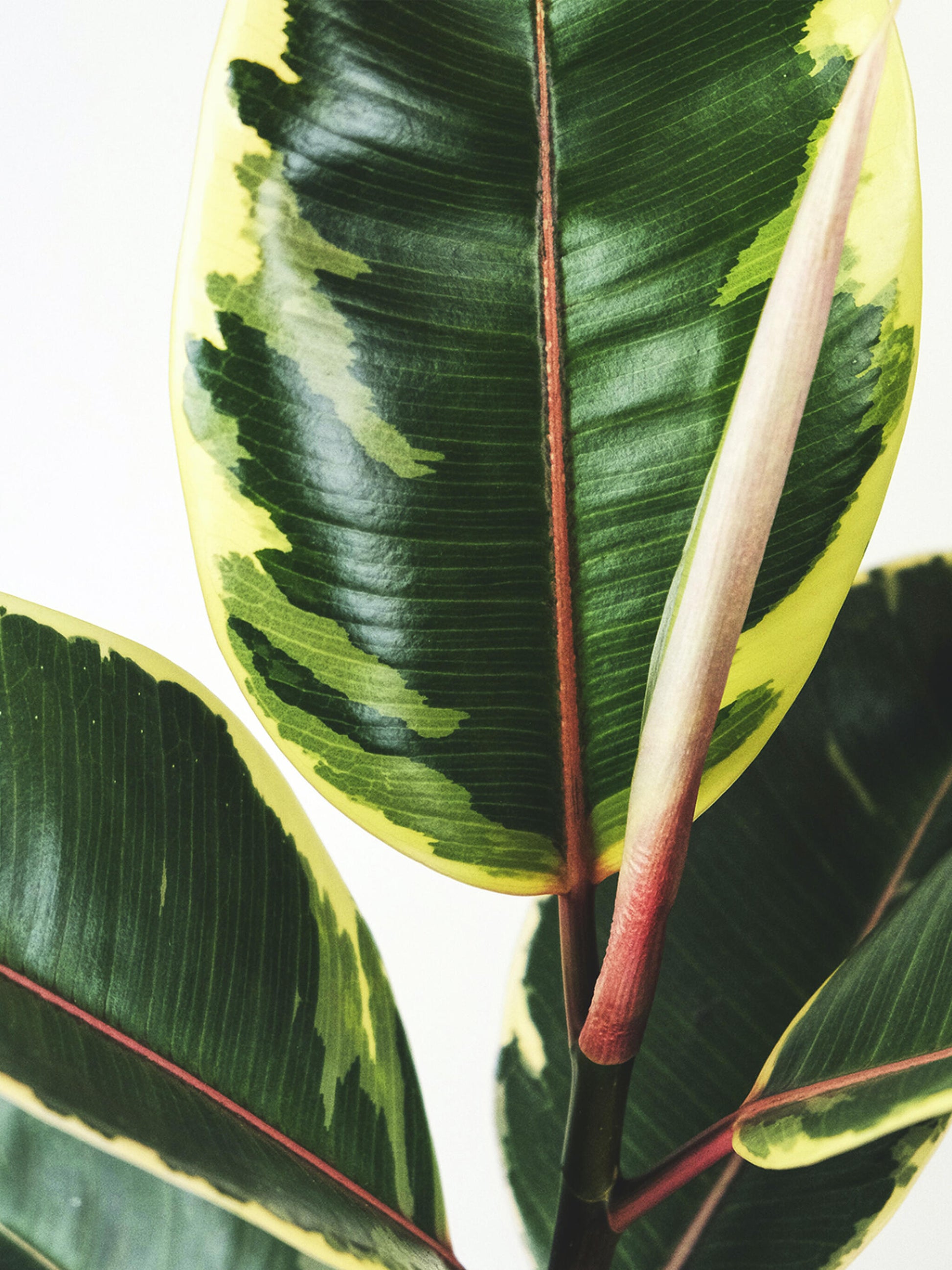 Ficus Tineke_1