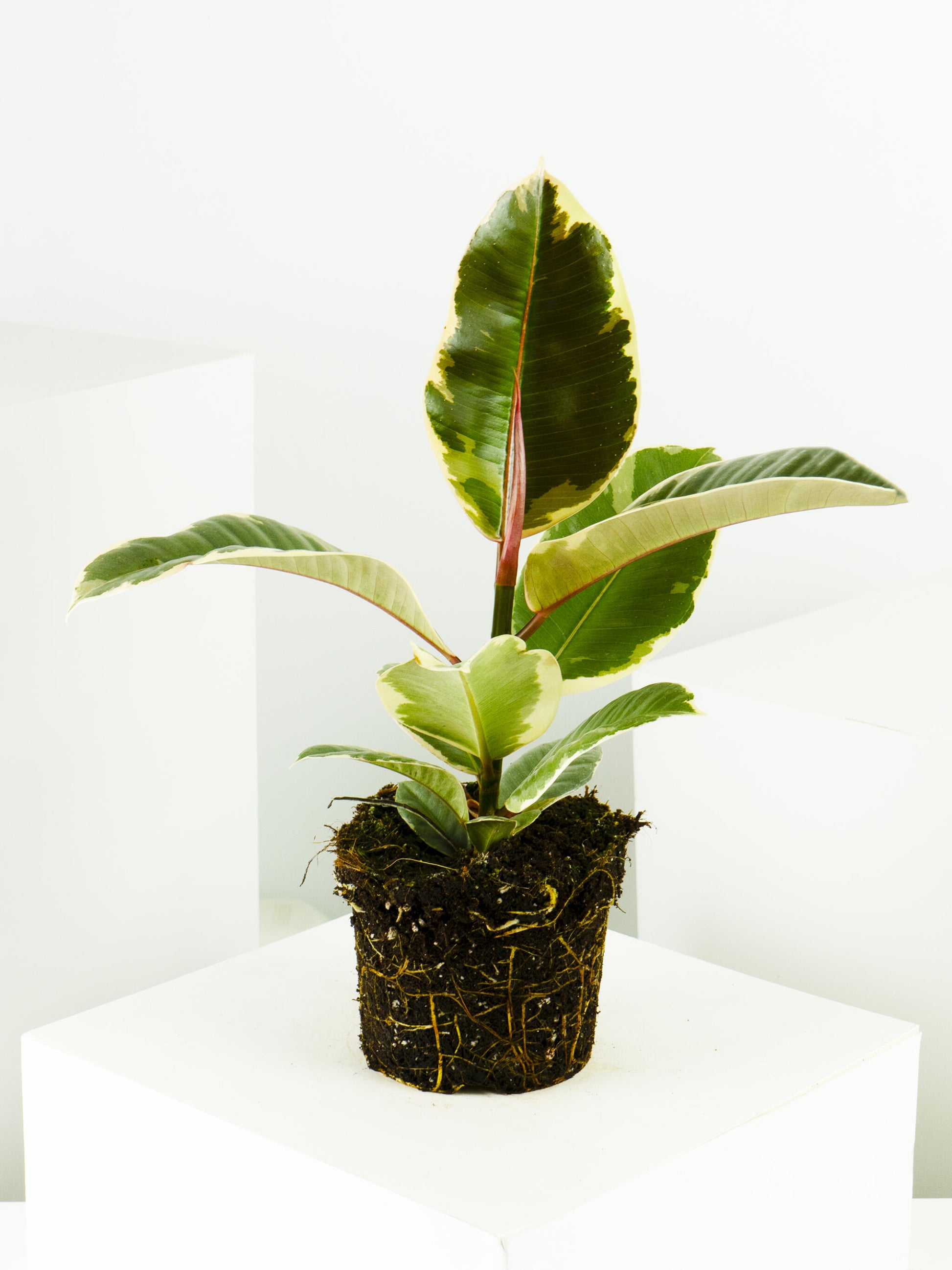 Ficus Tineke_2