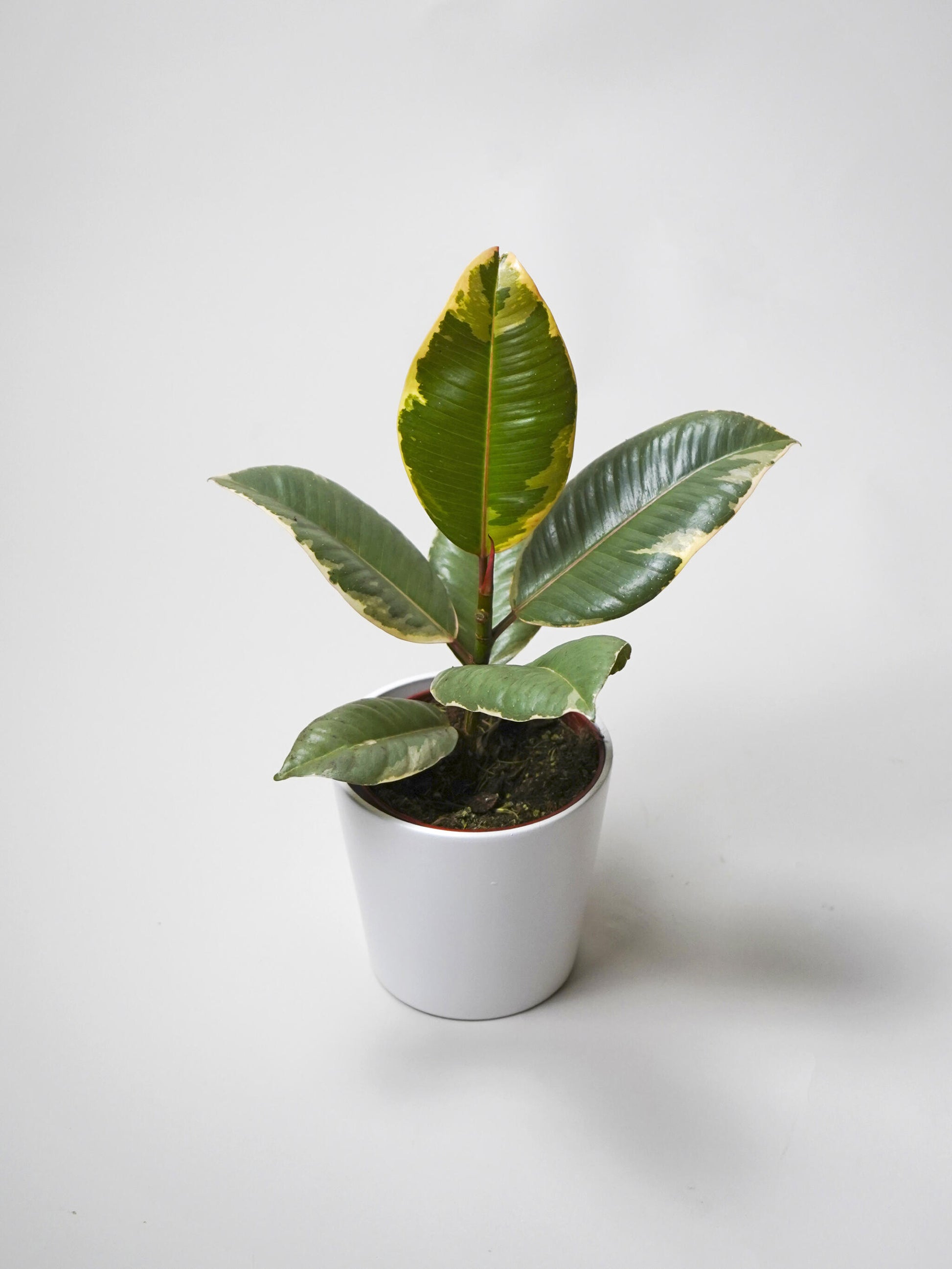 Ficus Tineke | Altura 35cm - Diámetro 12cm_0