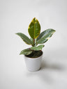 Ficus Tineke | Altura 35cm - Diámetro 12cm