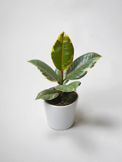 Ficus Tineke | Altura 35cm - Diámetro 12cm_0