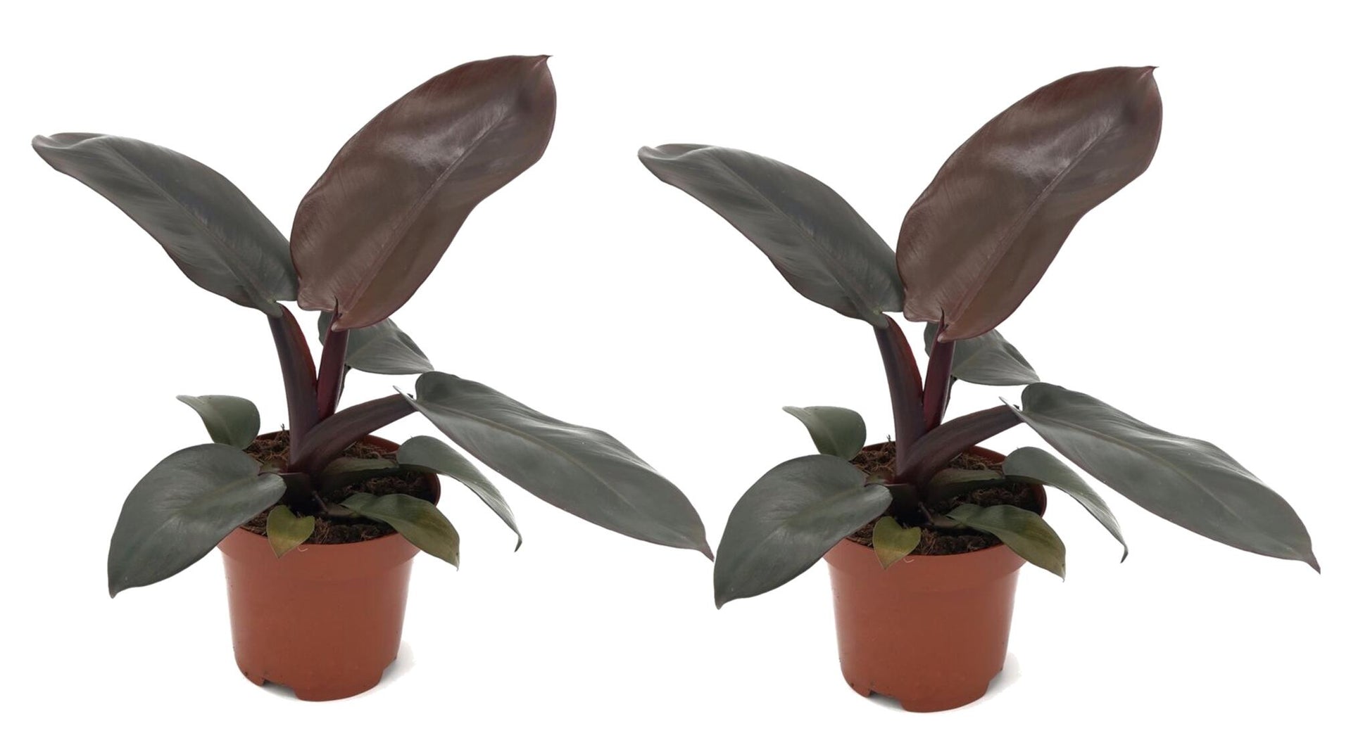 Filodendro - 2 Pzs - Philodendron 'black Cardinal' - Altura 20-30cm - ⌀12cm_0