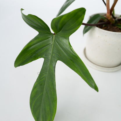 Filodendro - 2 Pzs - Philodendron 'florida Green' - Altura 20-30cm - ⌀12cm_3