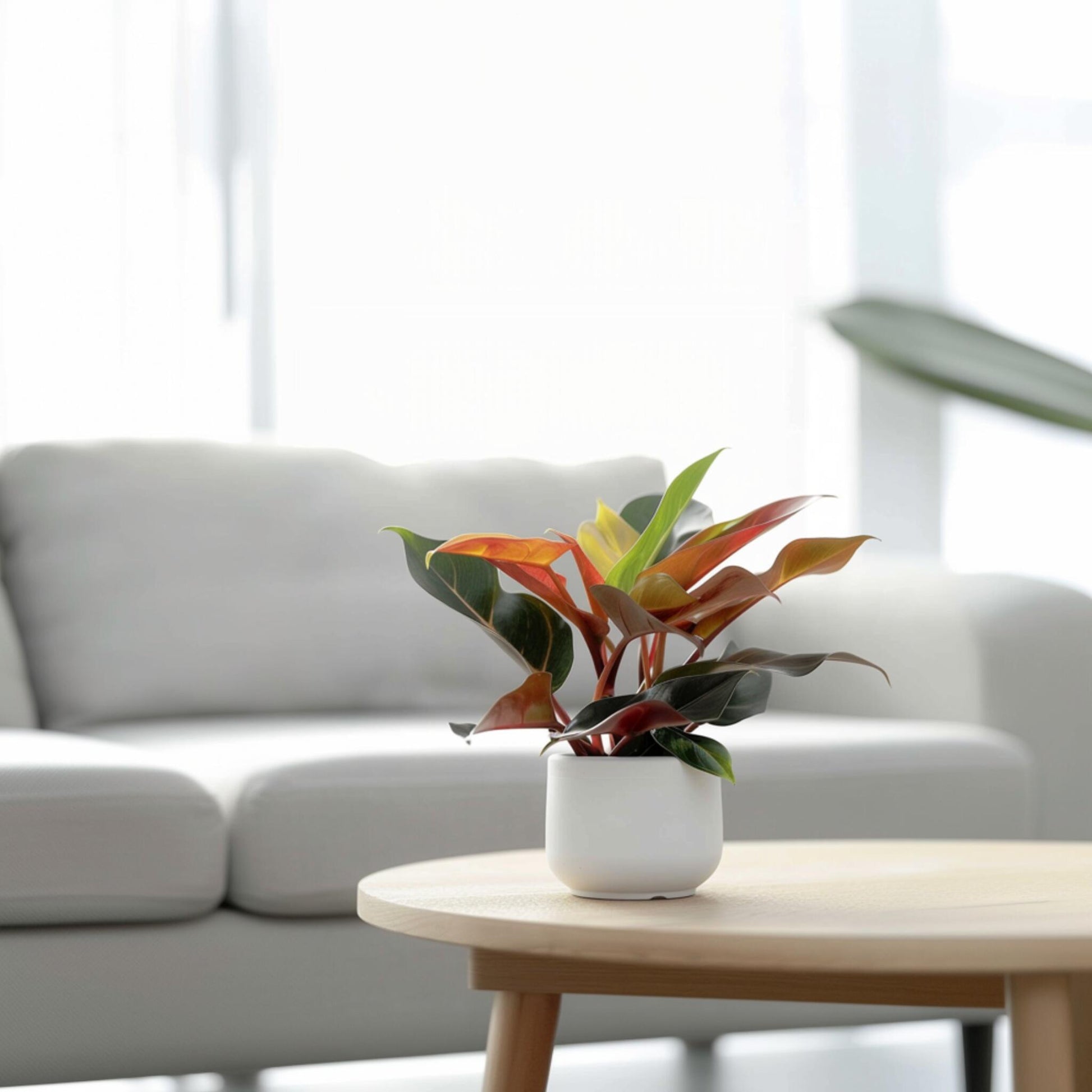 Filodendro - 2 Pzs - Philodendron 'sun Light' - Altura 20-30cm - ⌀12cm_1