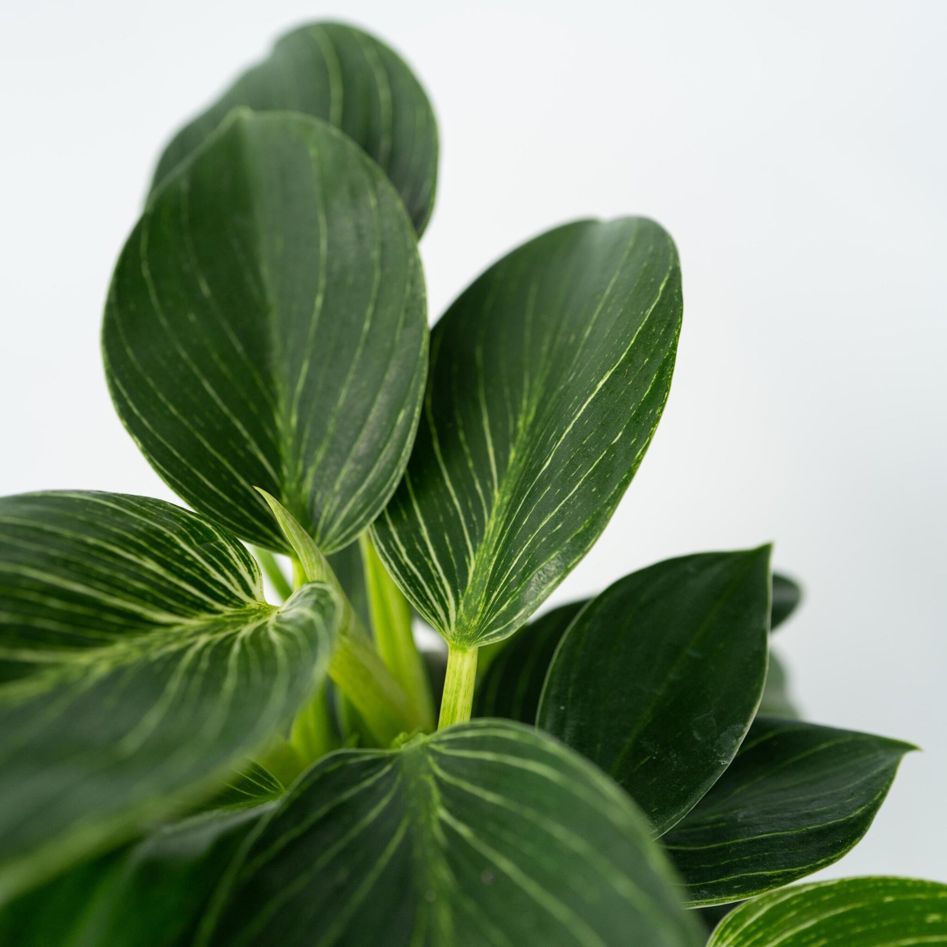 Filodendro - 2 Pzs - Philodendron 'white Wave' - Altura 25-40cm - ⌀12cm_3