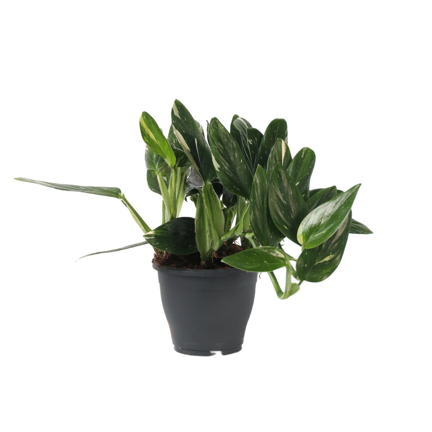 Filodendro - Philodendron Cobra - Altura 55-65cm - ⌀19cm_0