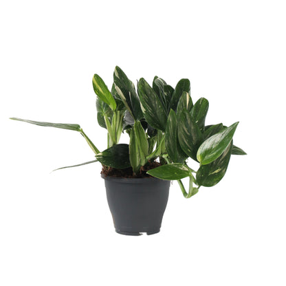 Filodendro - Philodendron Cobra - Altura 55-65cm - ⌀19cm_0