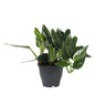 Filodendro - Philodendron Cobra - Altura 55-65cm - ⌀19cm