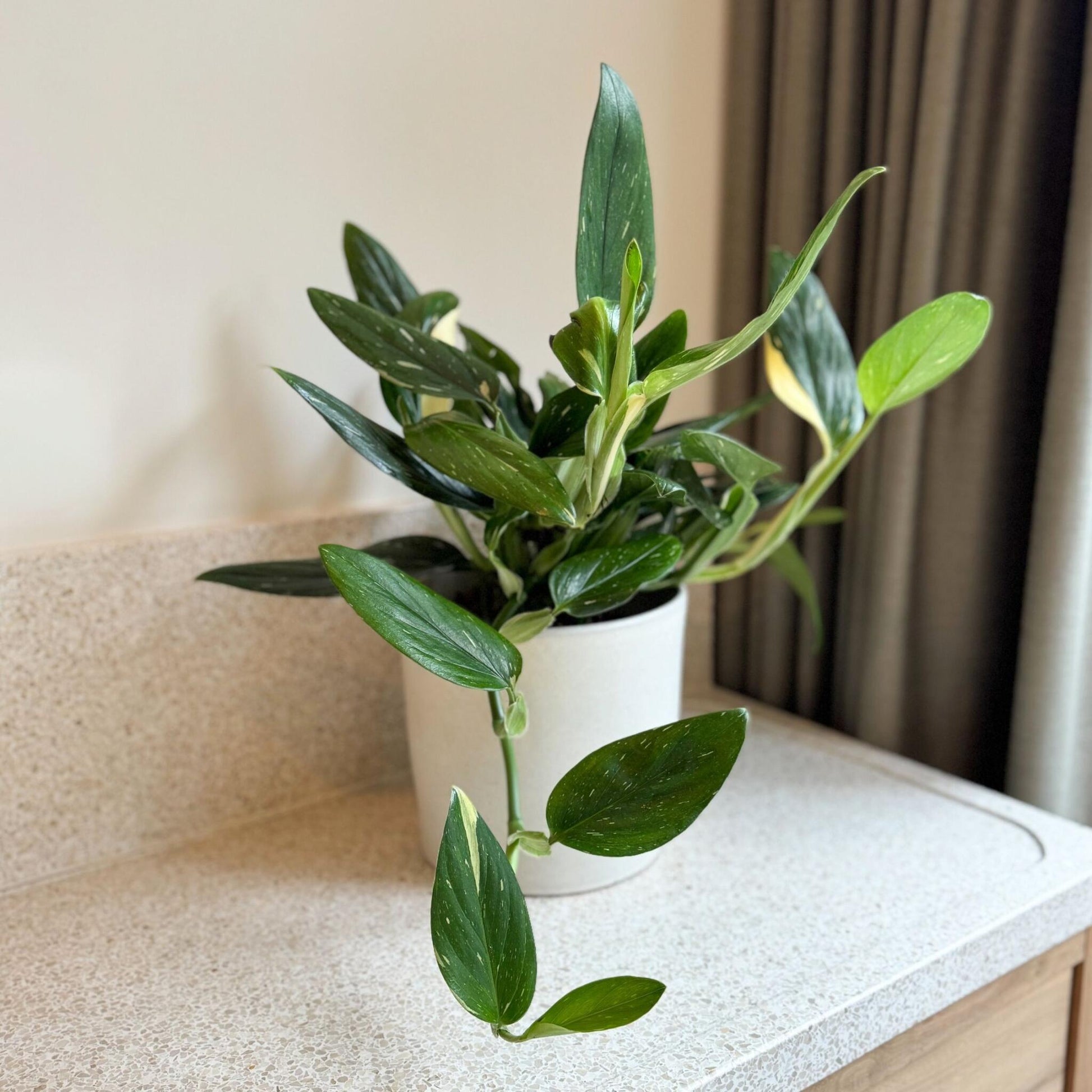 Filodendro - Philodendron Cobra - Altura 55-65cm - ⌀19cm_1