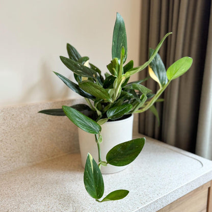 Filodendro - Philodendron Cobra - Altura 55-65cm - ⌀19cm_1