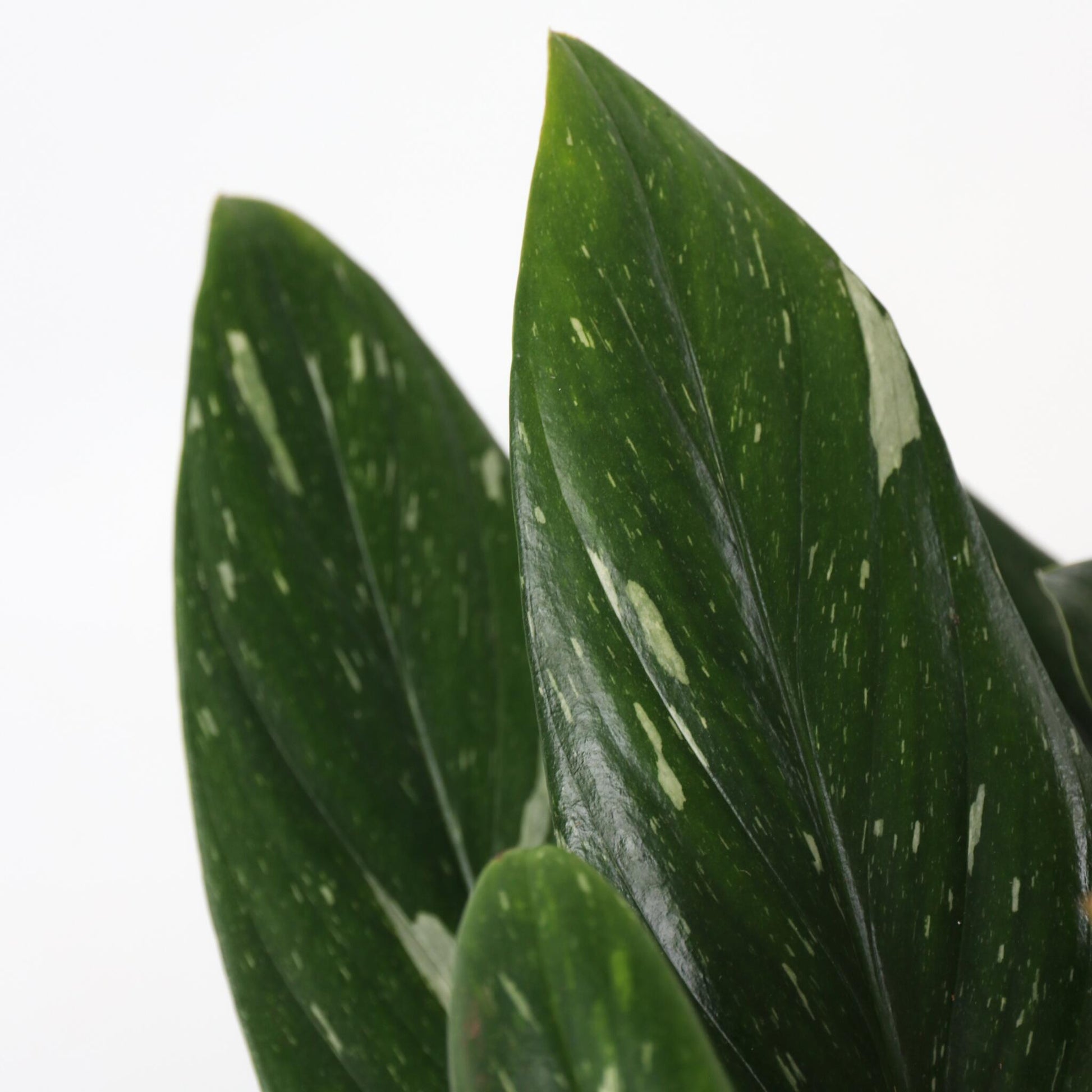 Filodendro - Philodendron Cobra - Altura 55-65cm - ⌀19cm_3