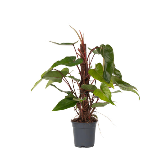 Filodendro - Philodendron Red Emerald Kratiste - Altura 70-80cm - ⌀19cm_0