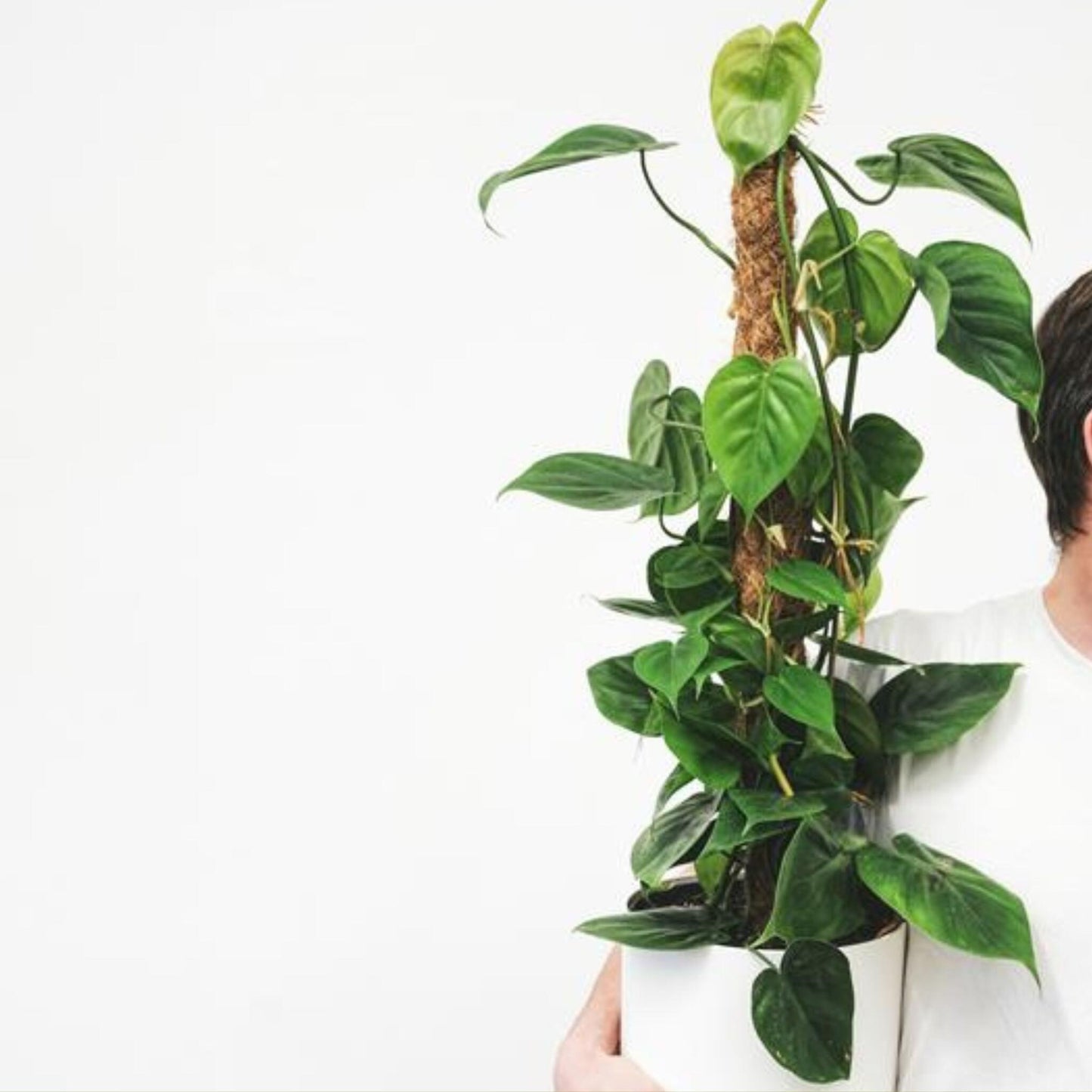 Filodendro - Philodendron Scandens - Altura 150-160cm - ⌀27cm_1