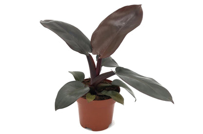 Filodendro - Philodendron 'black Cardinal' - Altura 20-30cm - ⌀12cm_0