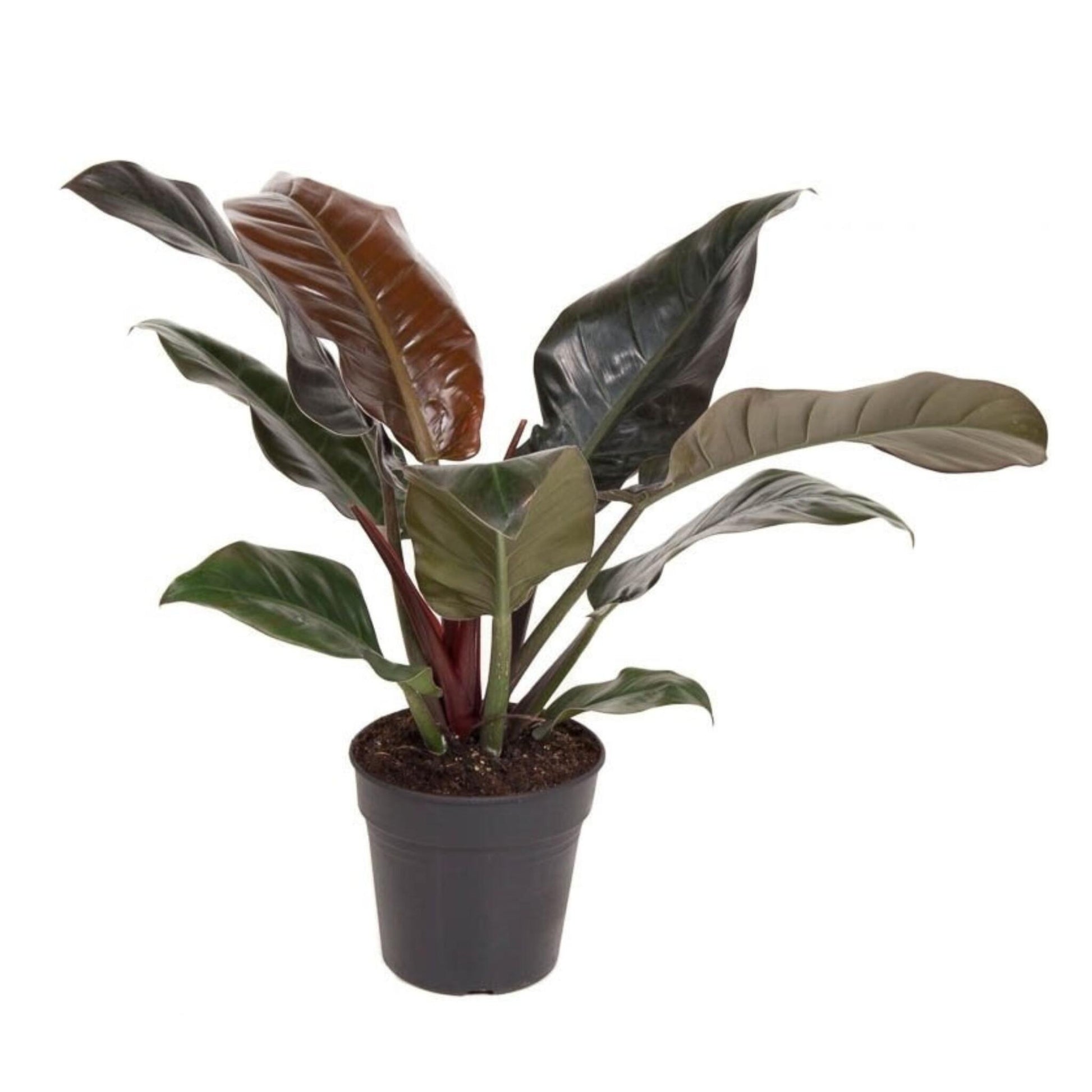 Filodendro - Philodendron 'imperial Red' - Altura 50cm - ⌀19cm_0