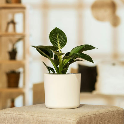Filodendro - Philodendron 'white Wave' - Altura 25-40cm - ⌀12cm_1