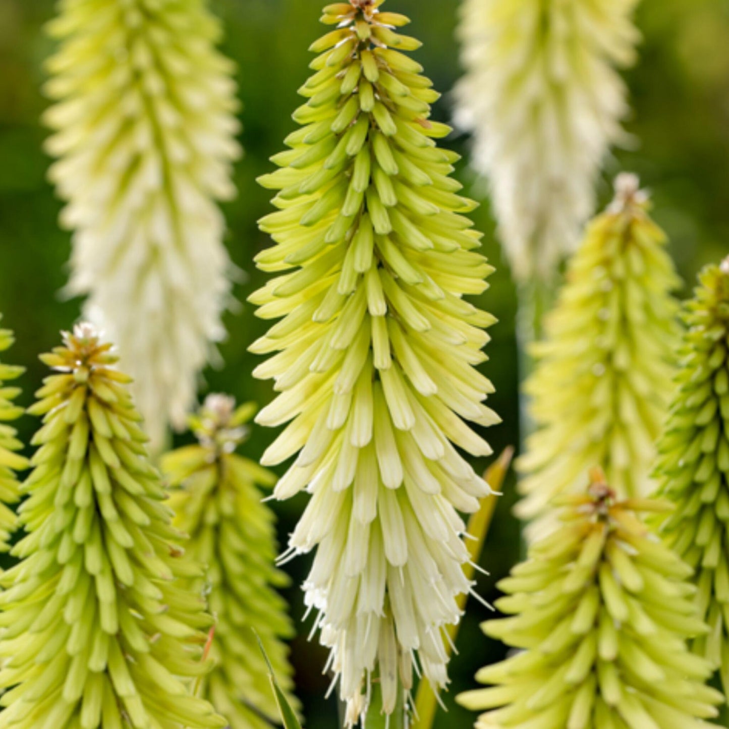 Flecha De Fuego - 3 Pzs - Tritoma Kniphofia 'ice Queen' - Cepellones - Blanco_3
