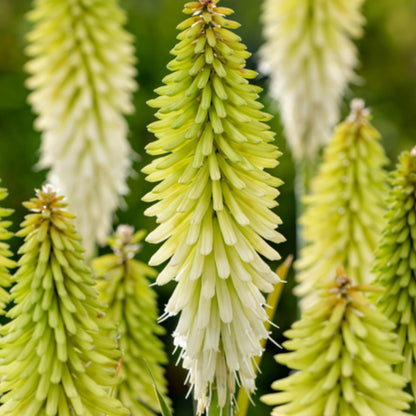 Flecha De Fuego - 3 Pzs - Tritoma Kniphofia 'ice Queen' - Cepellones - Blanco_3