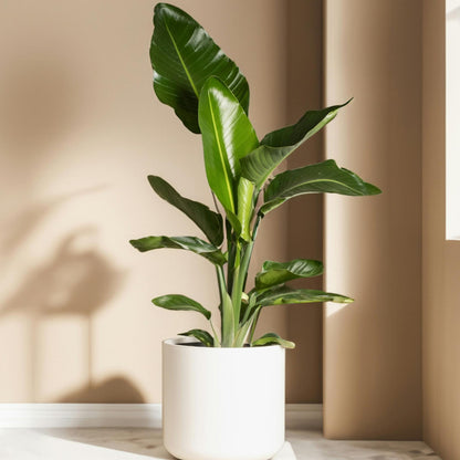 Flor Ave Del Paraíso - 3 Pzs - Strelitzia Reginea - Altura 25-40cm - ⌀9cm_1