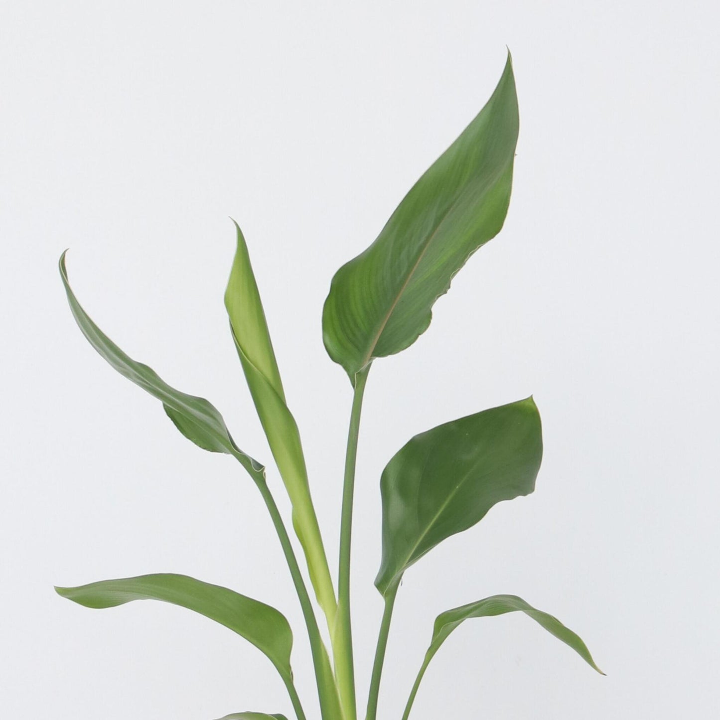Flor Ave Del Paraíso - 3 Pzs - Strelitzia Reginea - Altura 25-40cm - ⌀9cm_3