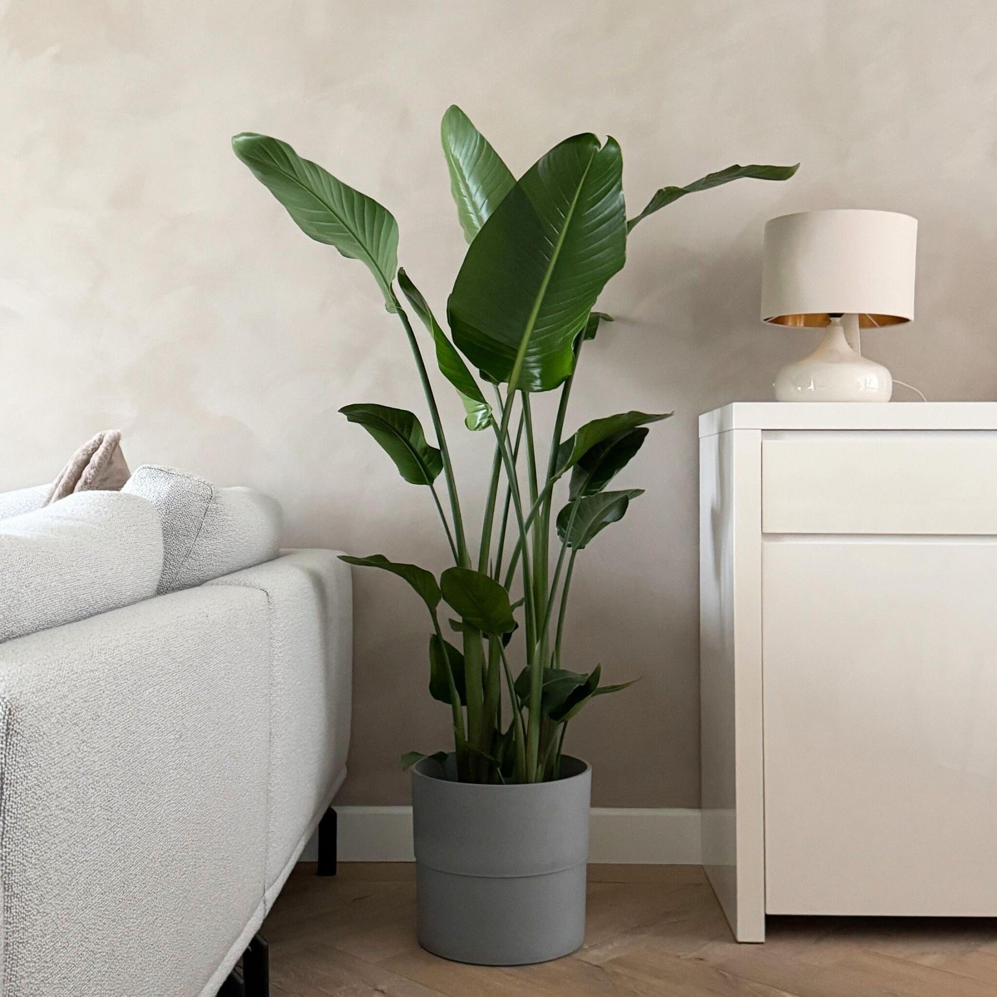 Flor Ave Del Paraíso - Strelitzia Nicolai - Altura 150-170cm - ⌀28cm_1