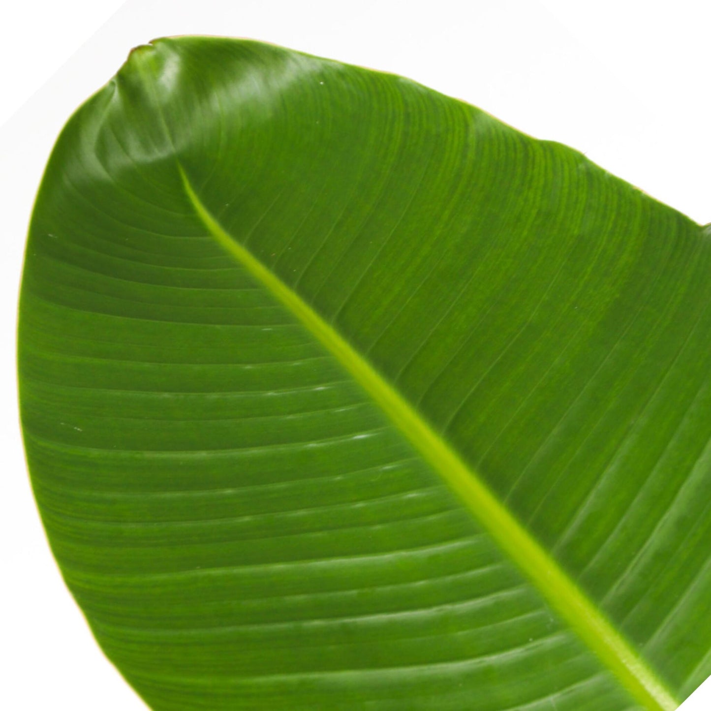 Flor Ave Del Paraíso - Strelitzia Nicolai - Altura 150-170cm - ⌀28cm_3