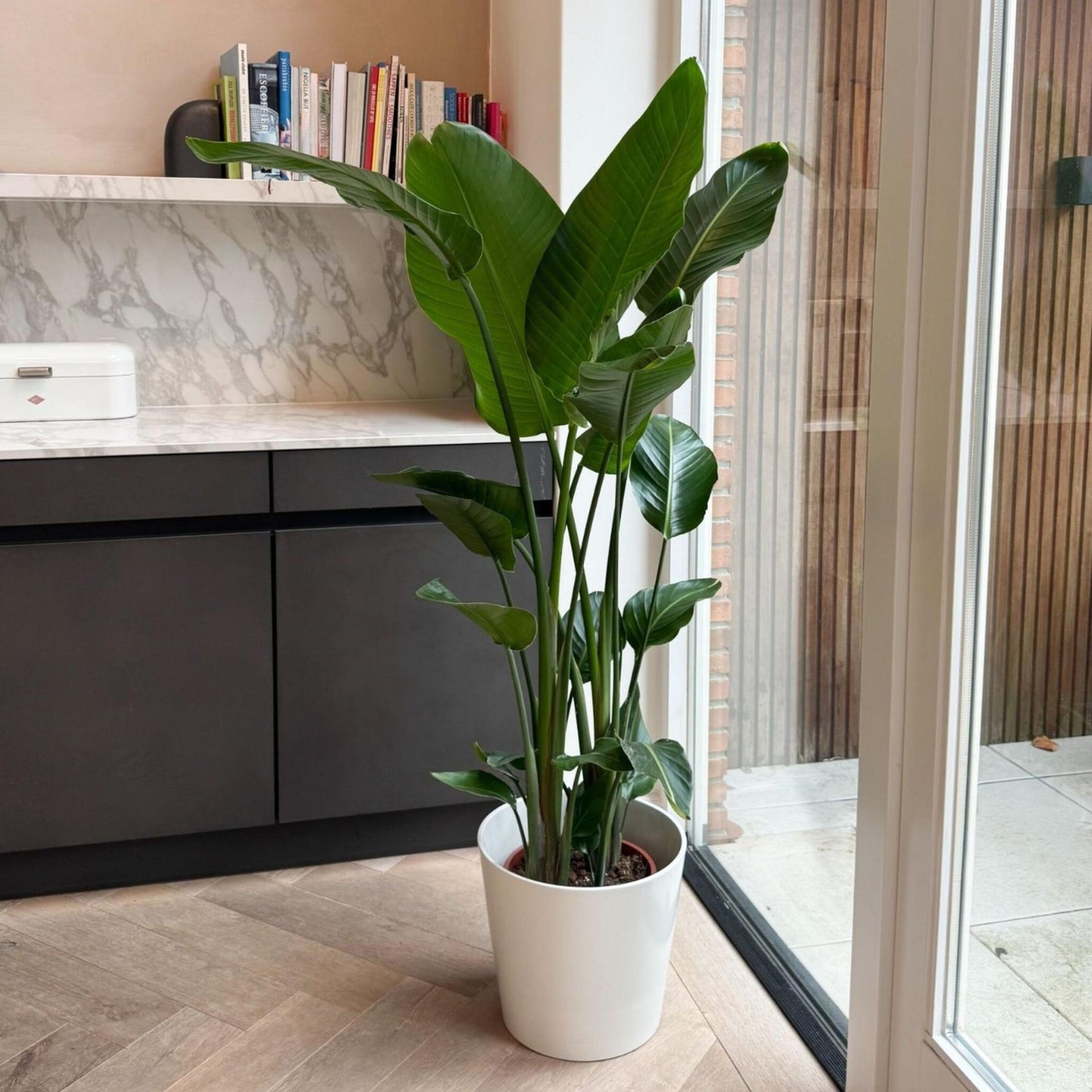 Flor Ave Del Paraíso - Strelitzia Nicolai - Altura 150-170cm - ⌀28cm_4