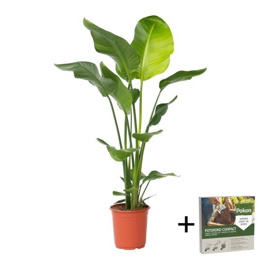Flor Ave Del Paraíso - Strelitzia Nicolai - Altura 90-110cm - ⌀21cm_0