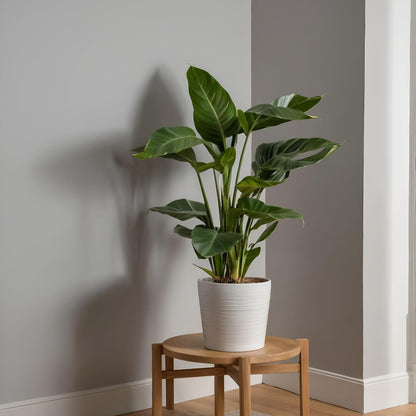 Flor Ave Del Paraíso - Strelitzia Nicolai - Altura 90-110cm - ⌀21cm_1