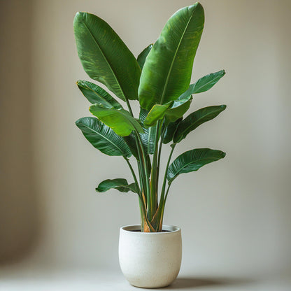 Flor Ave Del Paraíso Con Cesta - Strelitzia Nicolai 90-110 Cm ⌀21 Cm_4