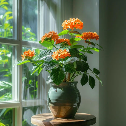 Flor De Fuego - 2 Pzs - Crossandra 'fortuna' - Altura 20-30cm - ⌀13cm_1