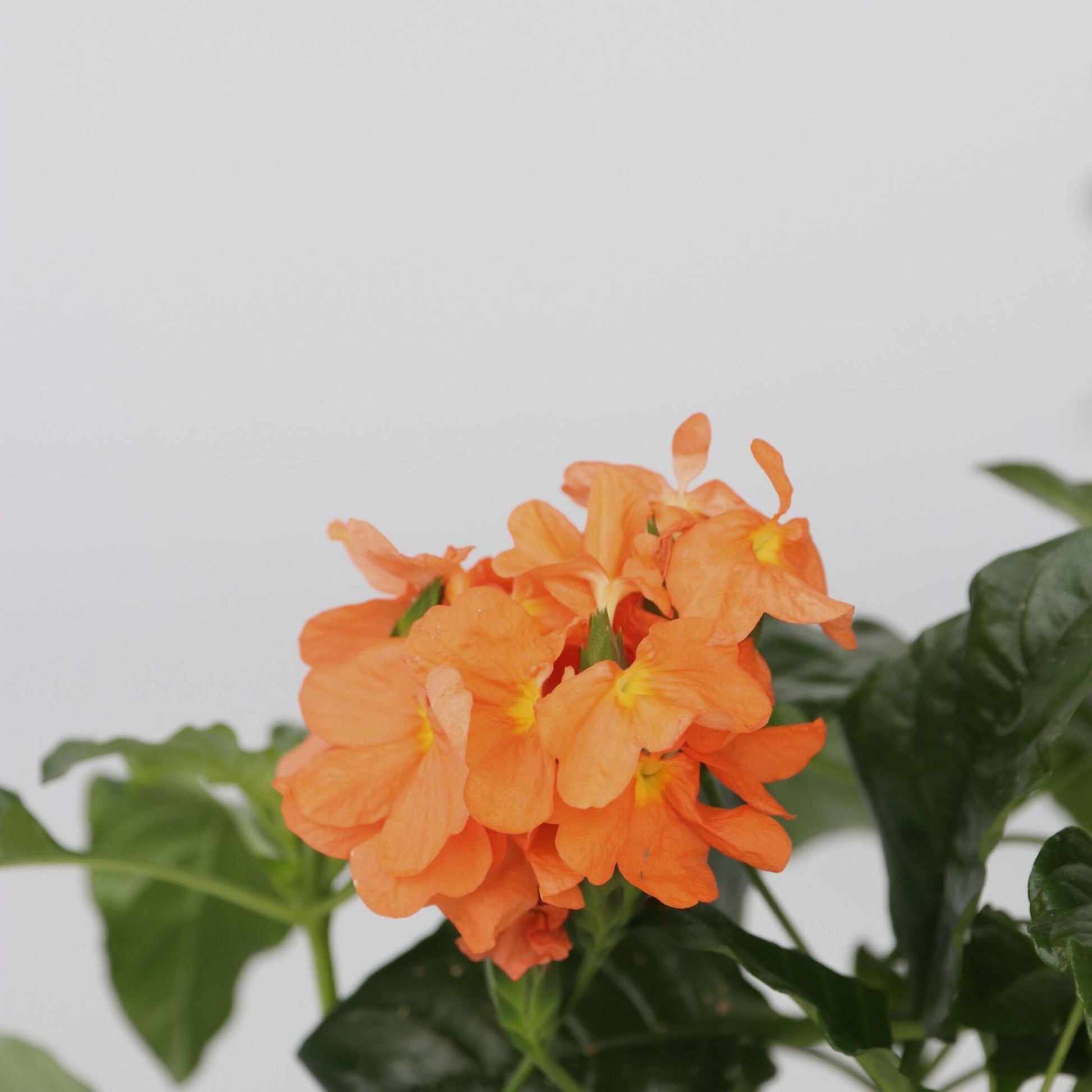 Flor De Fuego - 2 Pzs - Crossandra 'fortuna' - Altura 20-30cm - ⌀13cm_3
