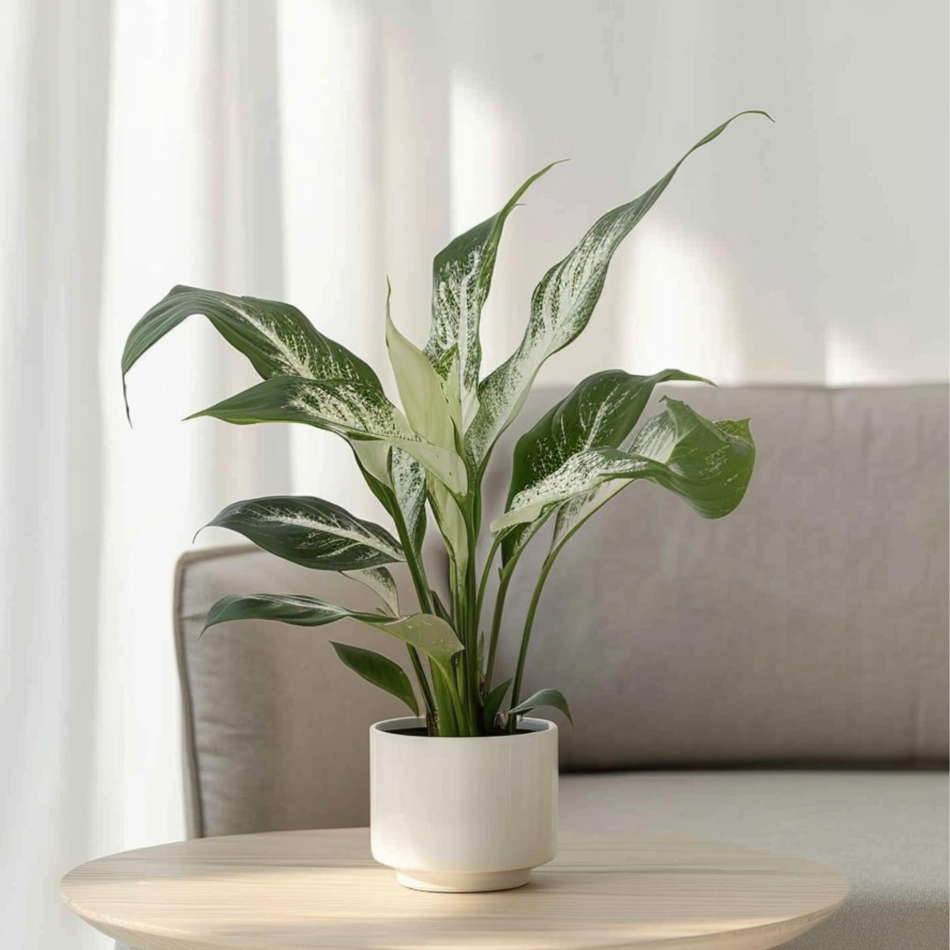 Flor De La Paz - 2 Pzs - Spathiphyllum 'diamond' - Altura 40-50cm - ⌀12cm_1