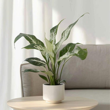 Flor De La Paz - 2 Pzs - Spathiphyllum 'diamond' - Altura 40-50cm - ⌀12cm_1