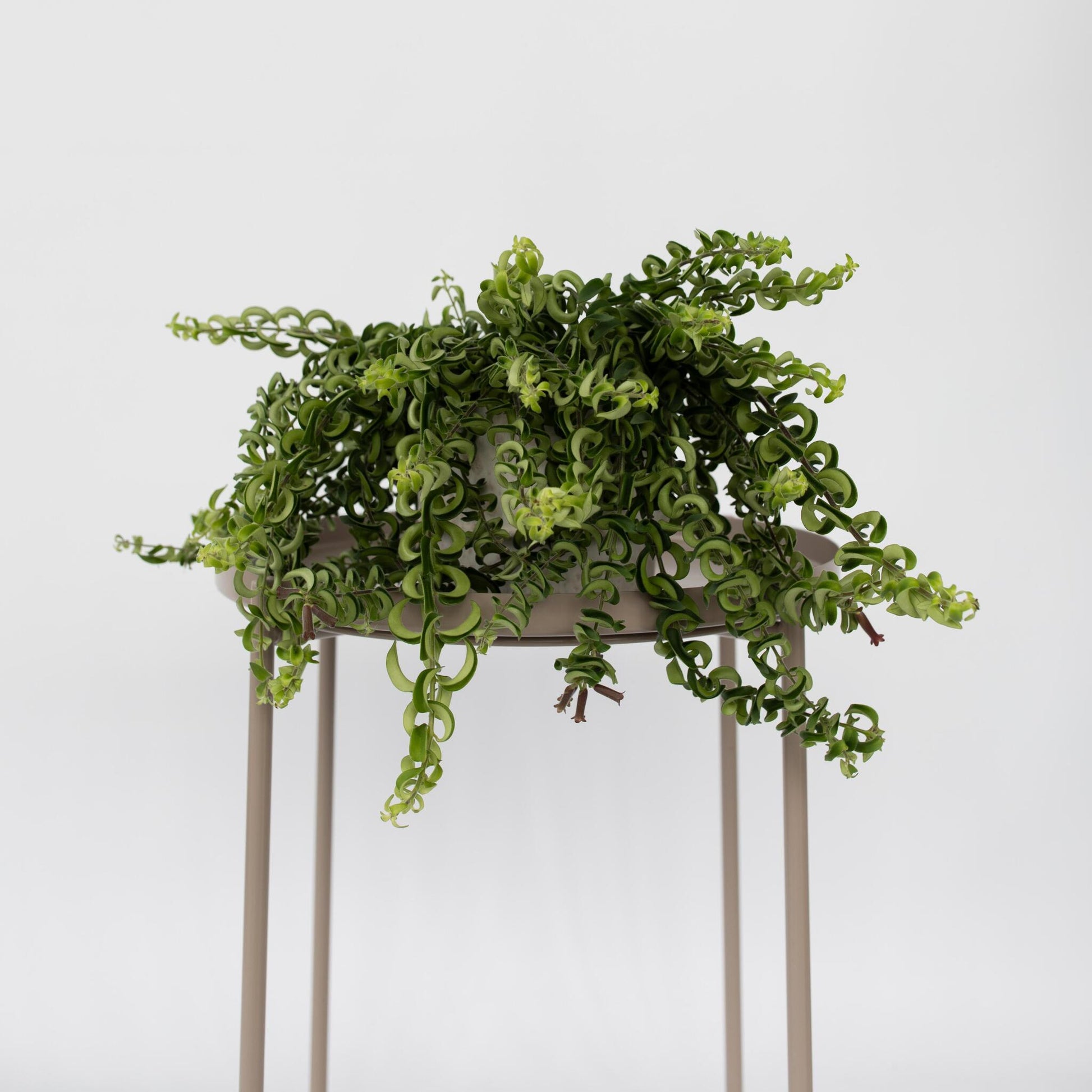 Flor De Lápiz Labial - 2 Pzs - Aeschynanthus Pulcher - Altura 20-30cm - ⌀15cm_1