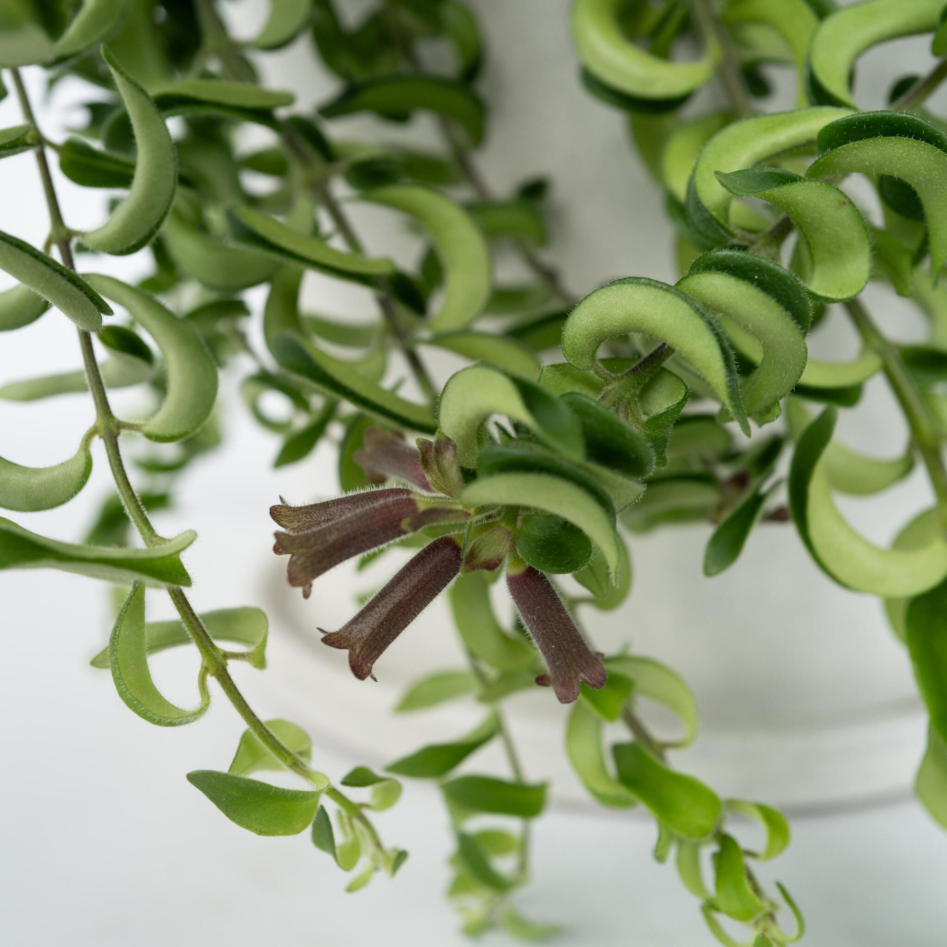 Flor De Lápiz Labial - Aeschynanthus Pulcher - Altura 20-30cm - ⌀15cm_3